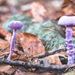 paddestoelen 2014IMG_0110-bewerkt-