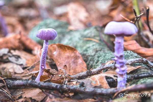 paddestoelen 2014IMG_0110-bewerkt-