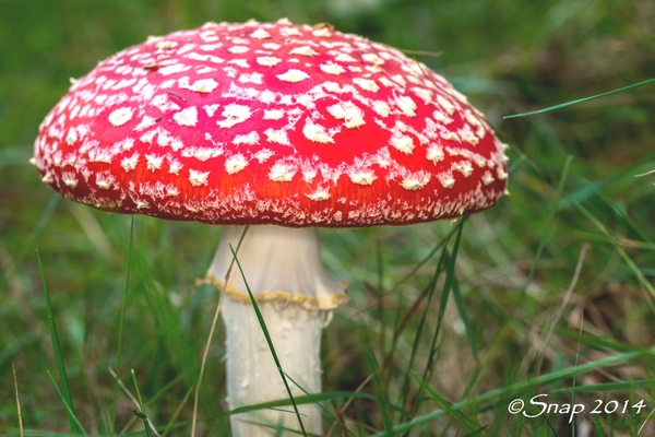 paddestoelen 2014IMG_7552-3