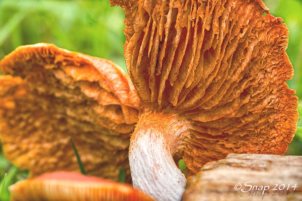 paddestoelen 2014IMG_7570-bewerkt-8