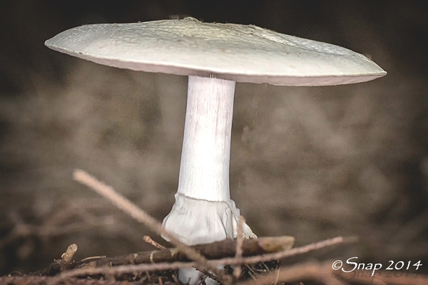 paddestoelen 2014IMG_7612-bewerkt-9