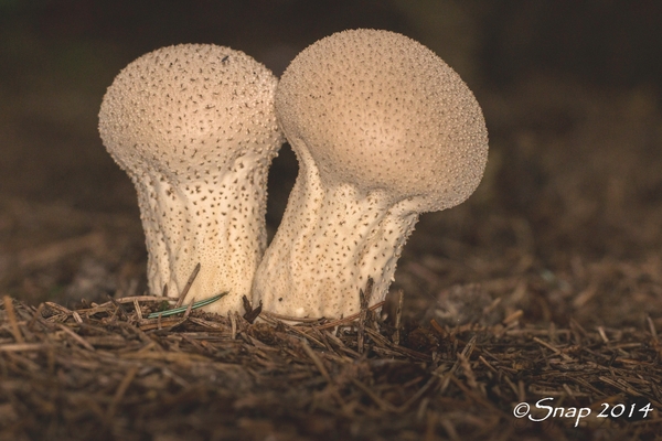 paddestoelen 2014IMG_7616-11