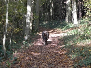 in het bos van Wanlin