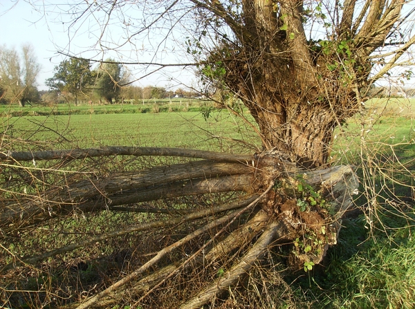 Merendree November 2014 003