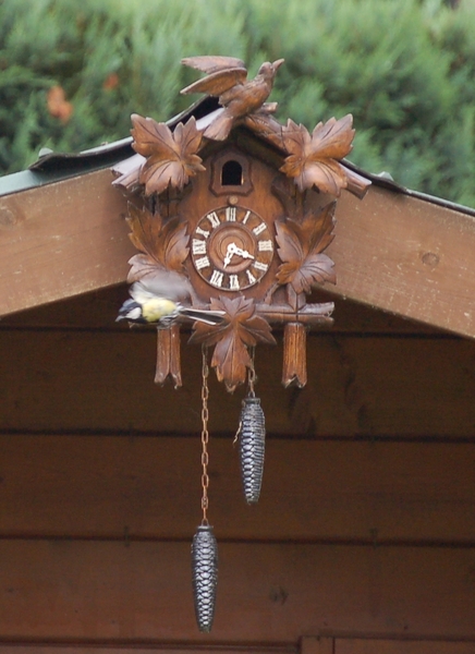 Koolmezen (3)