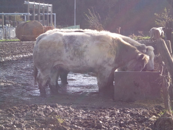 Da's erover, zo diep met hun poten in de modder !