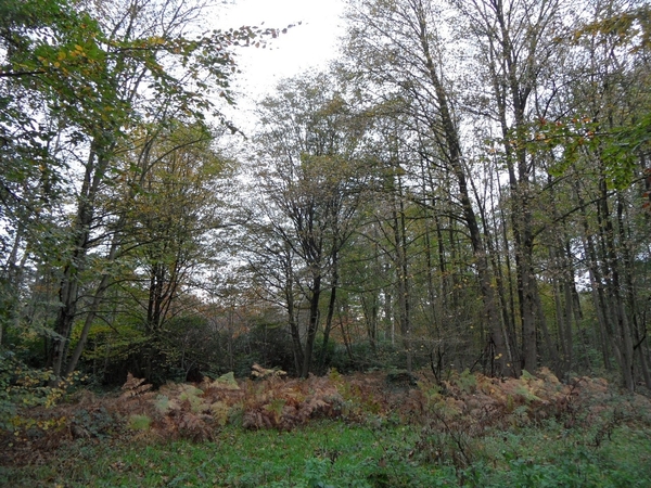 2014-11-04 JanMed Oostmalle (119)