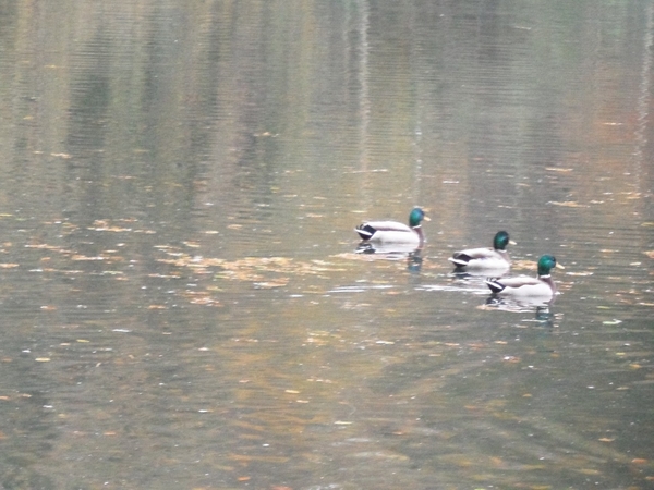 2014-11-04 JanMed Oostmalle (67)