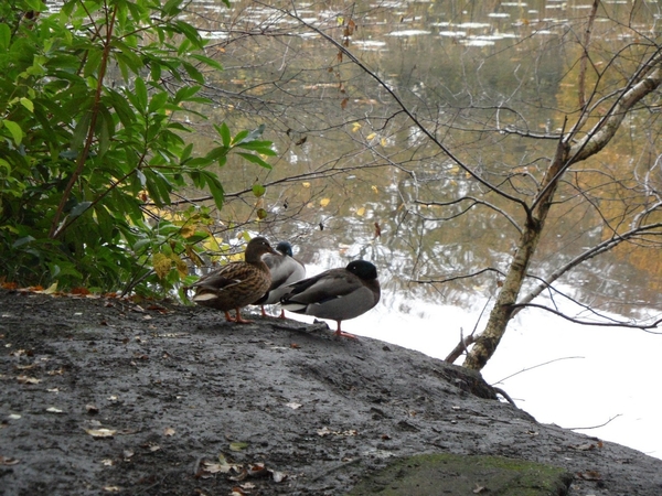 2014-11-04 JanMed Oostmalle (98)