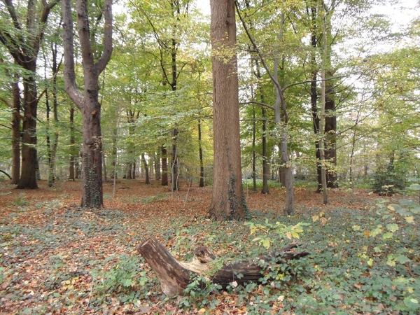 Kasteel De Renesse Oostmalle (27)