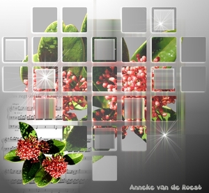 Skimmia
