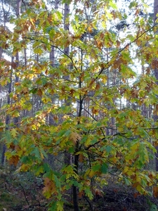 P1010224