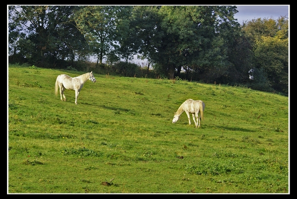 Tongeren 16