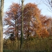 Elversele November 2014 016