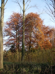 Elversele November 2014 016