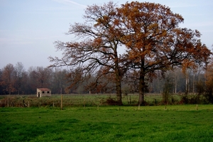 In achtergrond , tegen bos reeen gezien