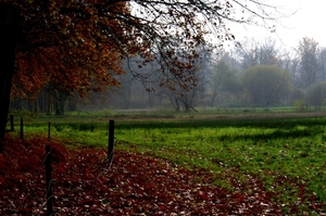 van de klaver naar de biezen