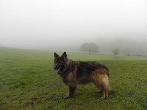 in de mist