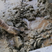 Watermaatschappij doet graafwerken (4)