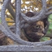 Lieve poes :)
