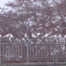 Meeuwen op de brug