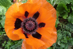 papaver