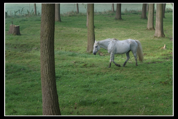 Borsbeke 04