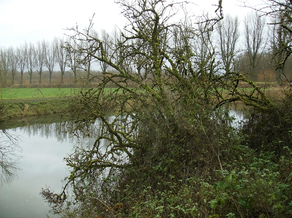 Zingem December 2014 019