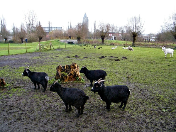 marche oudenaarde aktivia hanske de krijger