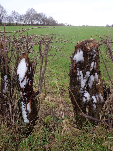 Van de voorspelde sneeuw was niet veel te zien :(