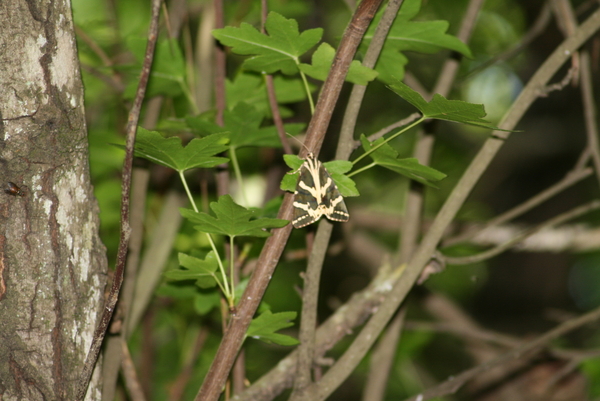 De Vlindervallei van Petoulas 4