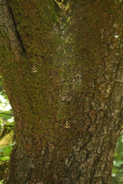 De Vlindervallei van Petoulas 7