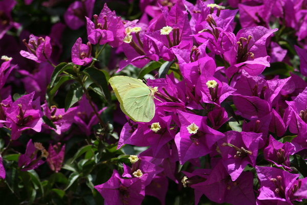 De Vlindervallei van Petoulas 8