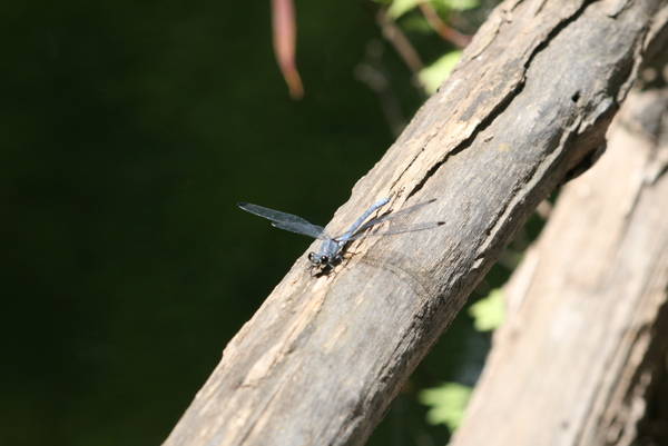 De Vlindervallei van Petoulas 9