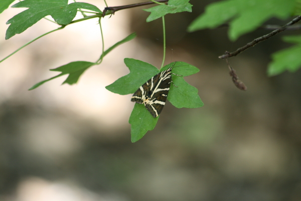De Vlindervallei van Petoulas 10