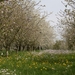 lente