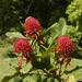 P5090805