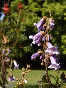 P5090804