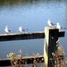 2014_11_02 Denderleeuw 13