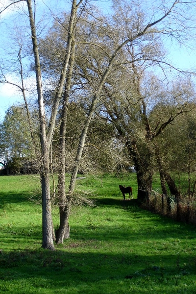 Denderleeuw