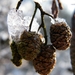 2014_12_28 Denderleeuw 10