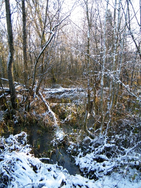 denderleeuw wellemeersen