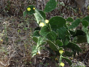 1c Westtour, Cabo Girao _DSC00033