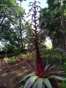 2b Funchal, botanische tuin _DSC00155