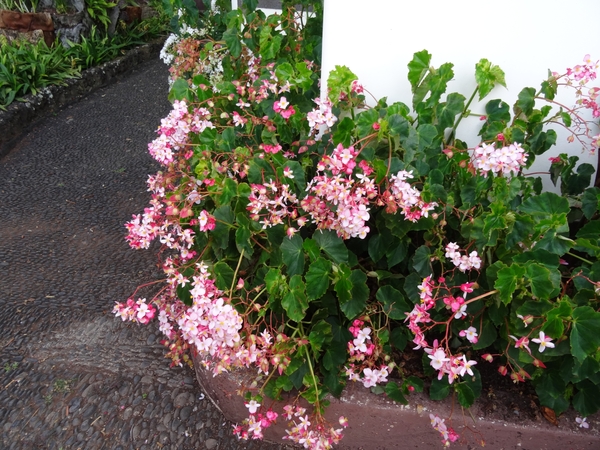 2b Funchal, botanische tuin _DSC00160