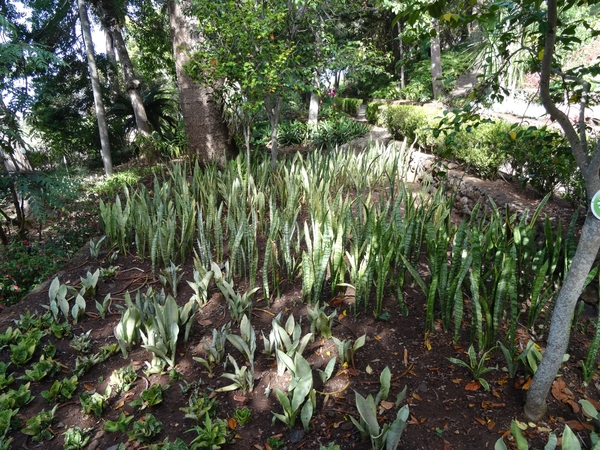 2b Funchal, botanische tuin _DSC00163