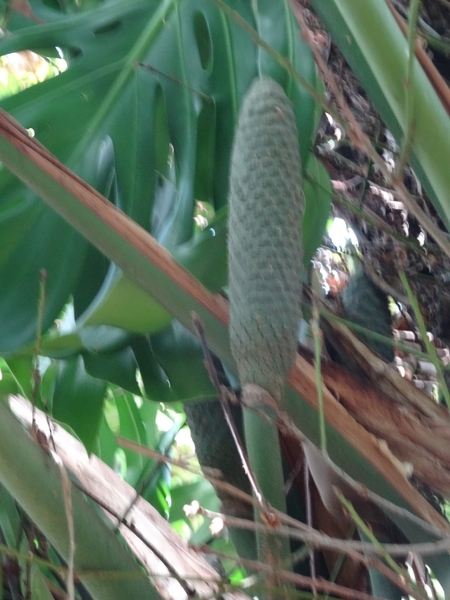 2b Funchal, botanische tuin _DSC00165