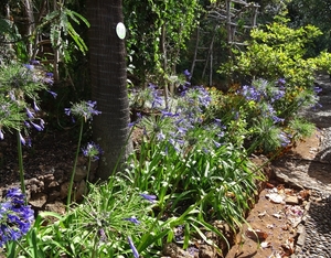 2b Funchal, botanische tuin _DSC00177