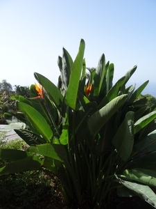 2b Funchal, botanische tuin _DSC00180