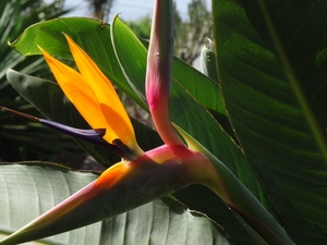 2b Funchal, botanische tuin _DSC00182